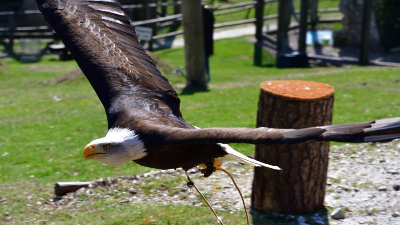 Wunsiedel – Greifvogelpark – Weisskopfadler