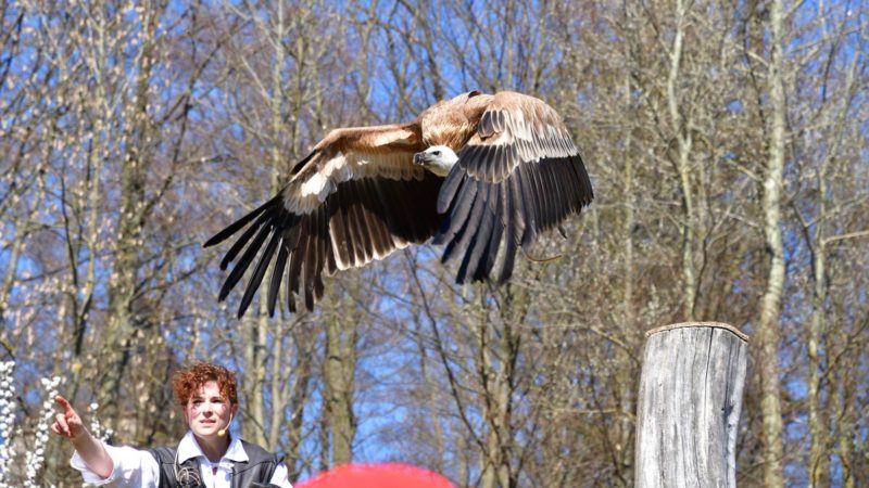 Wunsiedel – Greifvogelpark