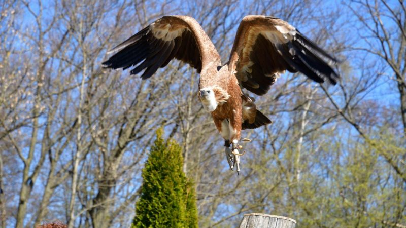 Wunsiedel – Greifvogelpark