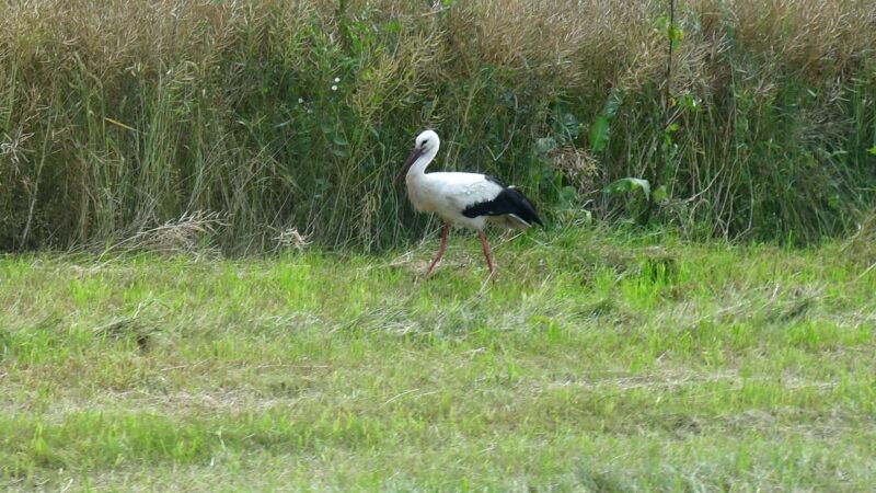 Storch