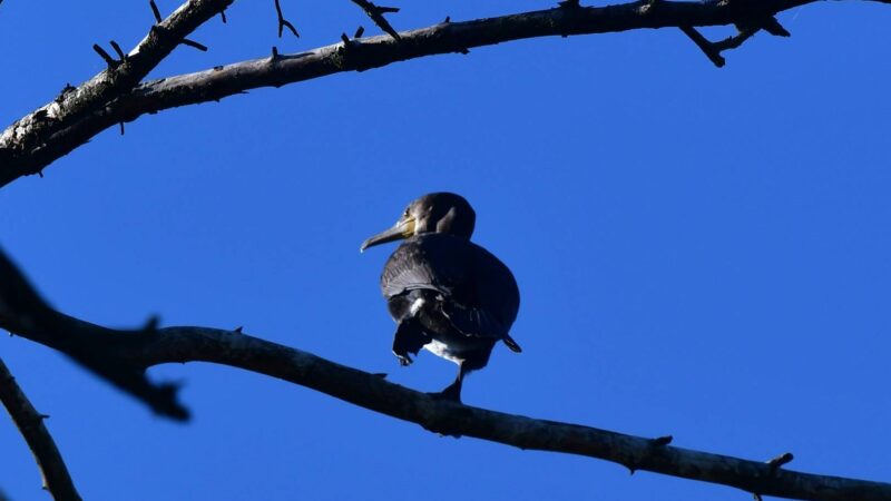 von Kormoranen zerstörter Wald auf kurischer Nehrung