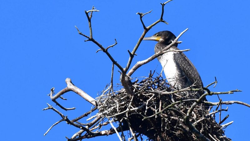 von Kormoranen zerstörter Wald auf kurischer Nehrung