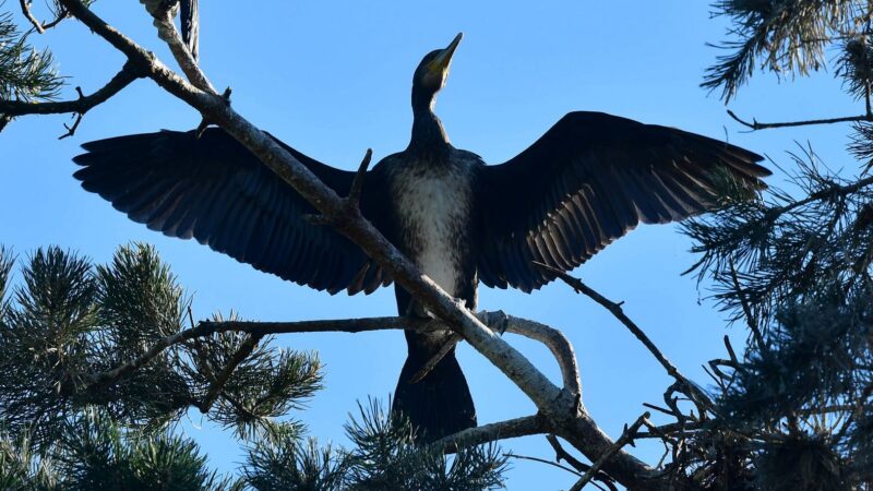 von Kormoranen zerstörter Wald auf kurischer Nehrung