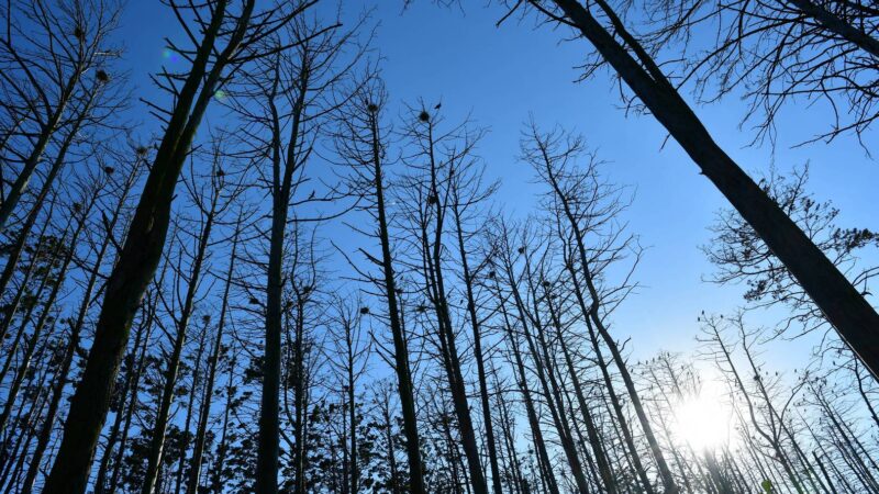 von Kormoranen zerstörter Wald auf kurischer Nehrung