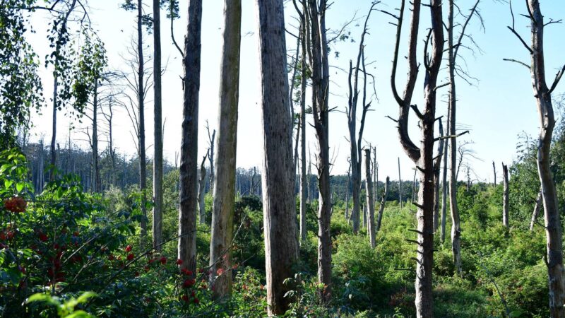 von Kormoranen zerstörter Wald auf kurischer Nehrung