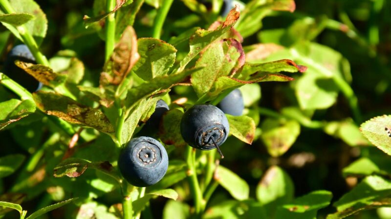 Heidelbeeren