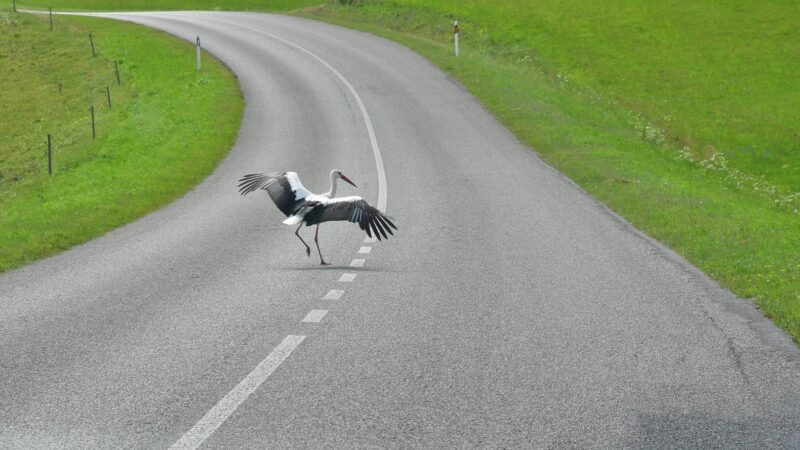 On the road Storch