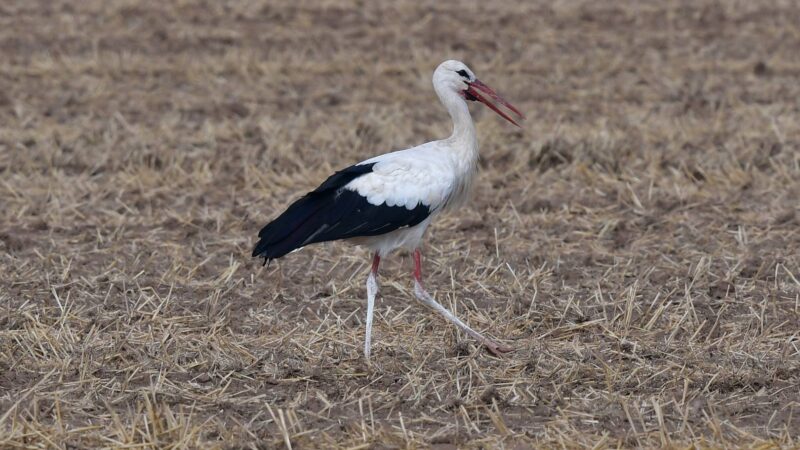 Storch bei Merkendorf