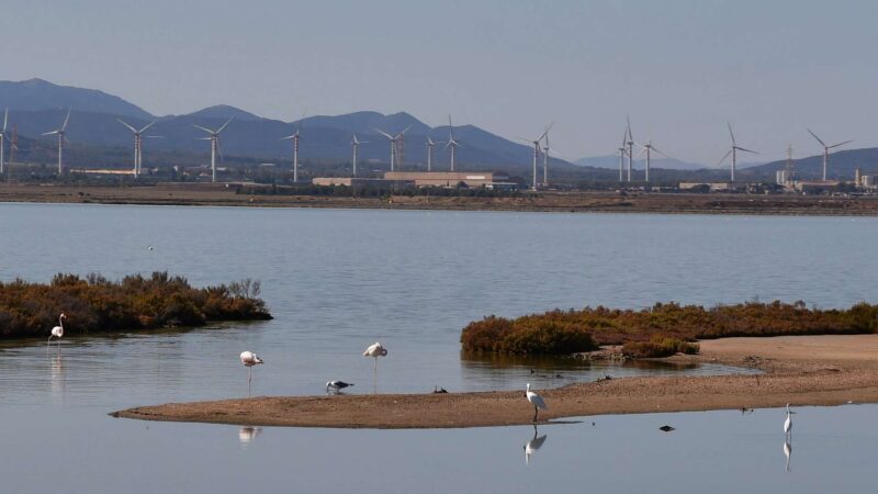 Flamingos bei Cagliari