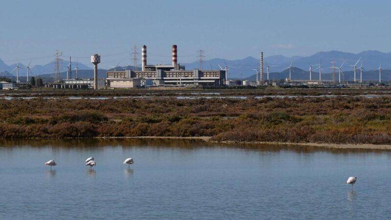 Flamingos bei Cagliari