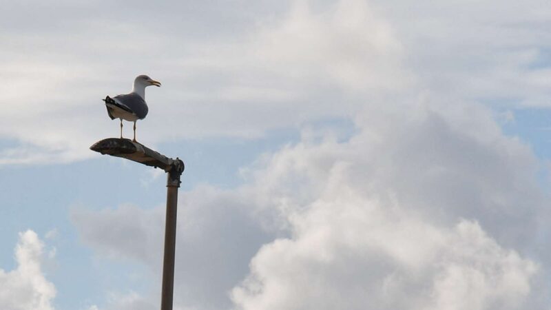 Möwe auf der Strassenlaterne