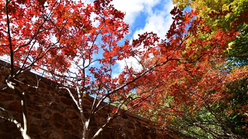 bunte Herbstblätter