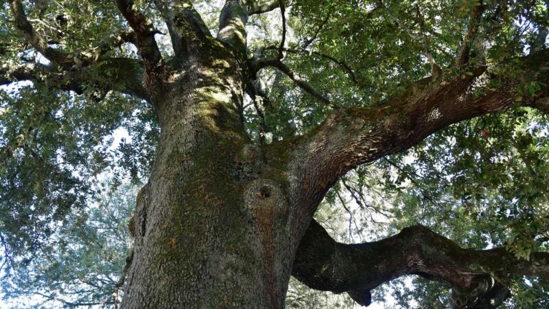 kraftvoller Baum