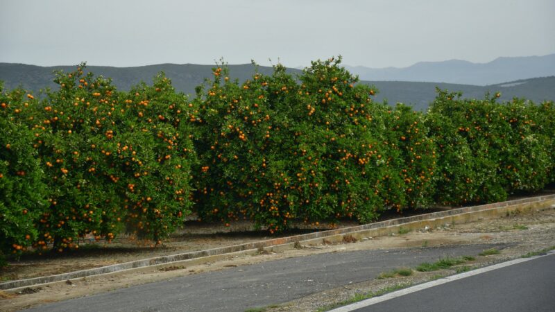 Orangenbäume