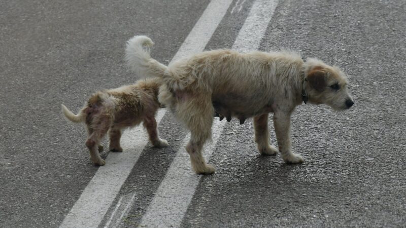 Hundemami auf der Strasse