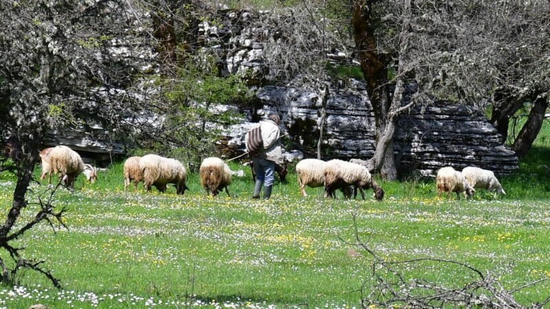 Schafe mit Hirt