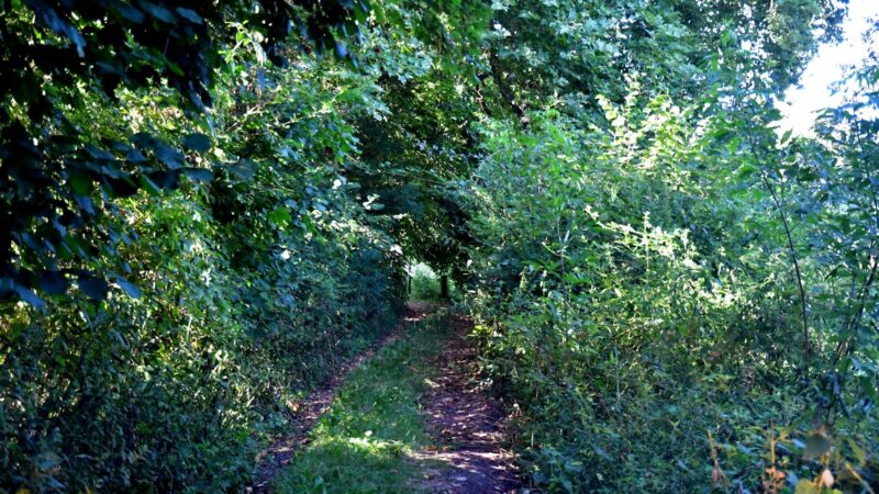 Ab durch die «Hecke»