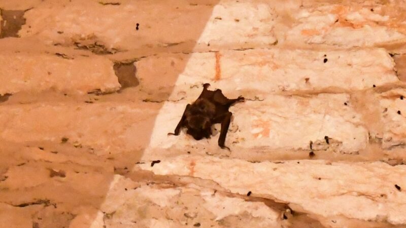 L’Abbaye Fontenay Fledermaus