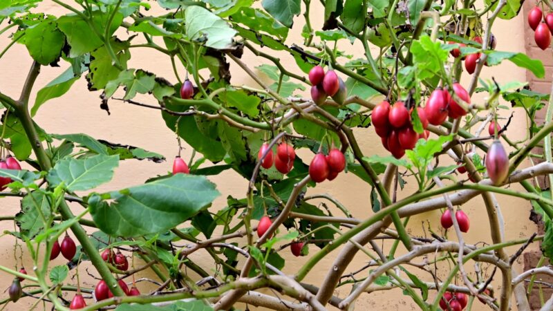 Was sind das wohl für Früchte?