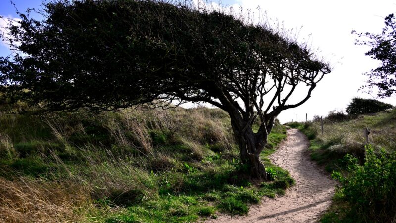 Baum im Wind