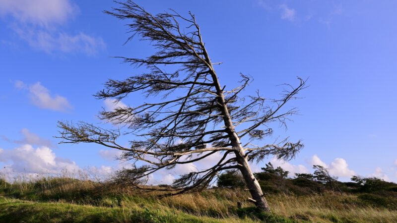 Baum im Wind