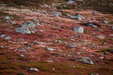 20260913_101622_Z8_7114