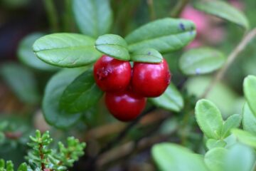 20260916_114251_Z8_7659