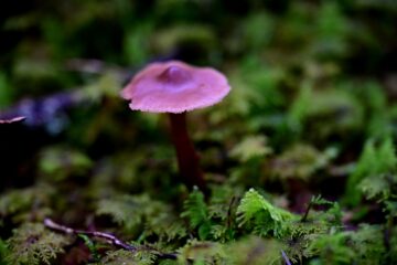 20260920_124645_Z8_8284