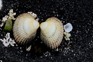20260925_182141_Z8_9150