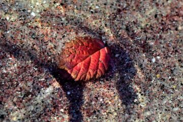 20261001_161721_Z8_10634