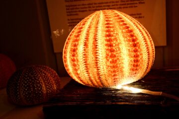 20261002_200351_Z8_11108