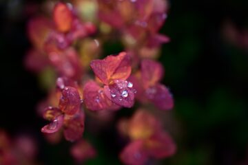 20261003_143108_Z8_11420